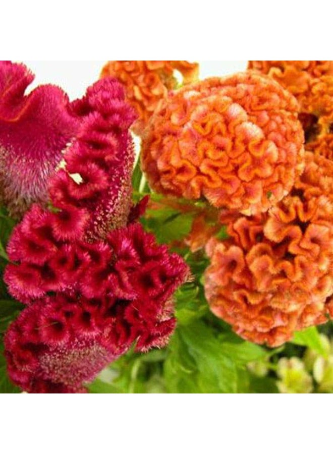 Celosia Cockscomb Dwarf Cristata Mixed Color Flower Seeds