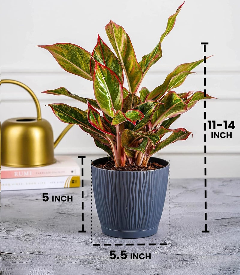 Nurturing Green® Set of 10 Self Watering Pots for Home, Decor & Garden | Flower Pots, Planters for Indoor Plants | Plastic Pots for Living Room (Color: Grey, Size: 14cm x 12.5cm Each) - Image 3