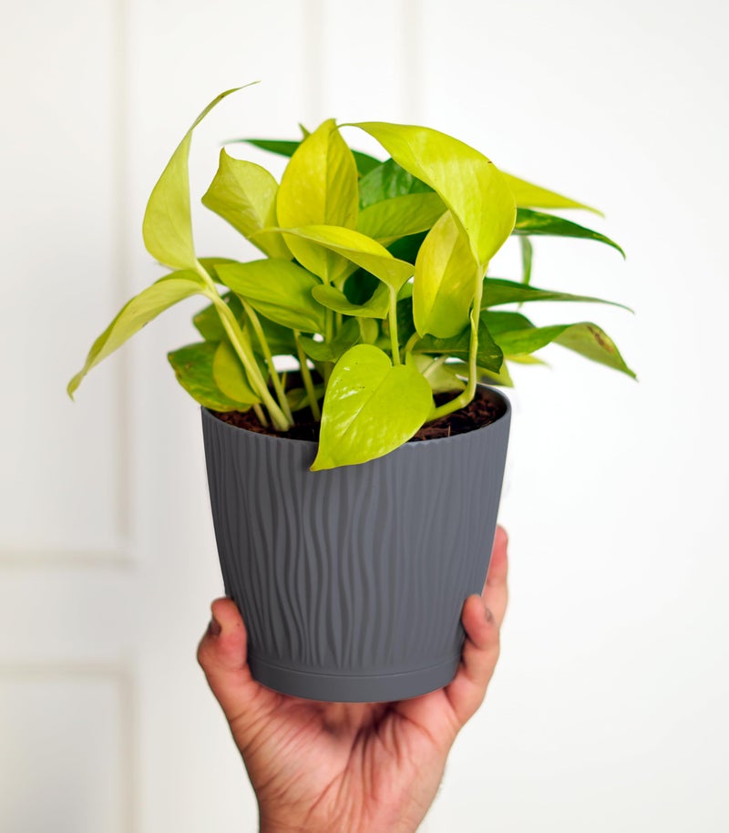 Nurturing Green® Set of 10 Self Watering Pots for Home, Decor & Garden | Flower Pots, Planters for Indoor Plants | Plastic Pots for Living Room (Color: Grey, Size: 14cm x 12.5cm Each) - Image 4