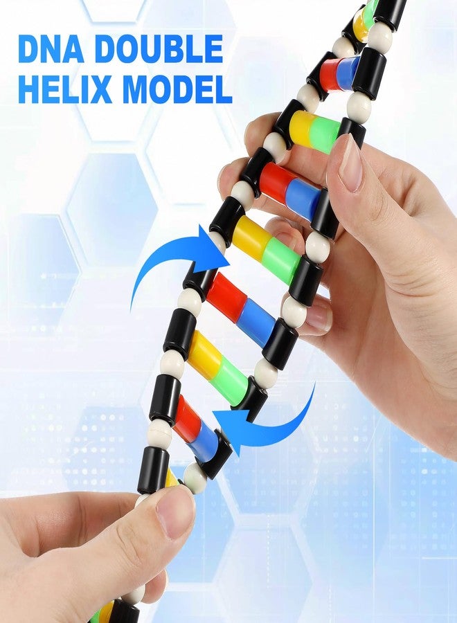 Sewroro DNA Model Double Helix: Molecular Model Kit for Science Education Teaching Display - Biology Classroom Science Decor - Image 3