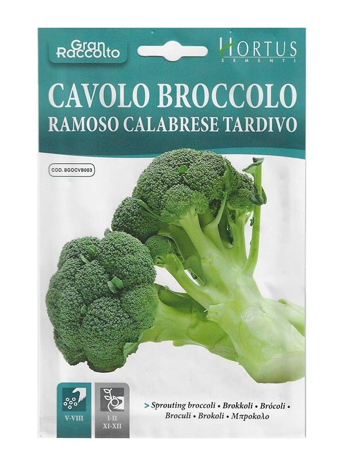 هورتس بذور البروكلي المنبت "Cavolo Broccolo Ramoso Calabrese Tardivo" عالية الجودة من Hortus - Image 1