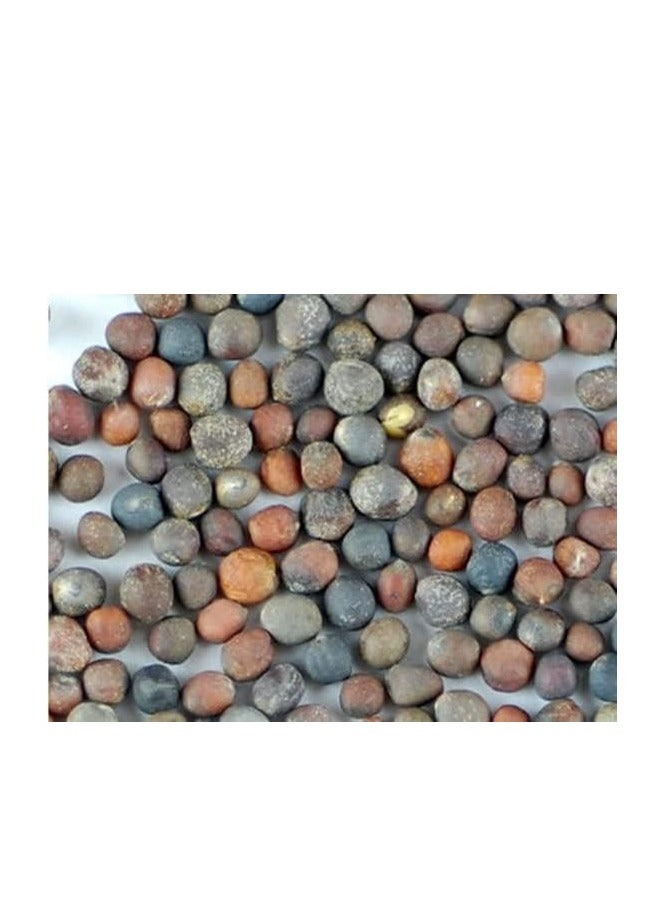 هورتس بذور البروكلي المنبت "Cavolo Broccolo Ramoso Calabrese Tardivo" عالية الجودة من Hortus - Image 2