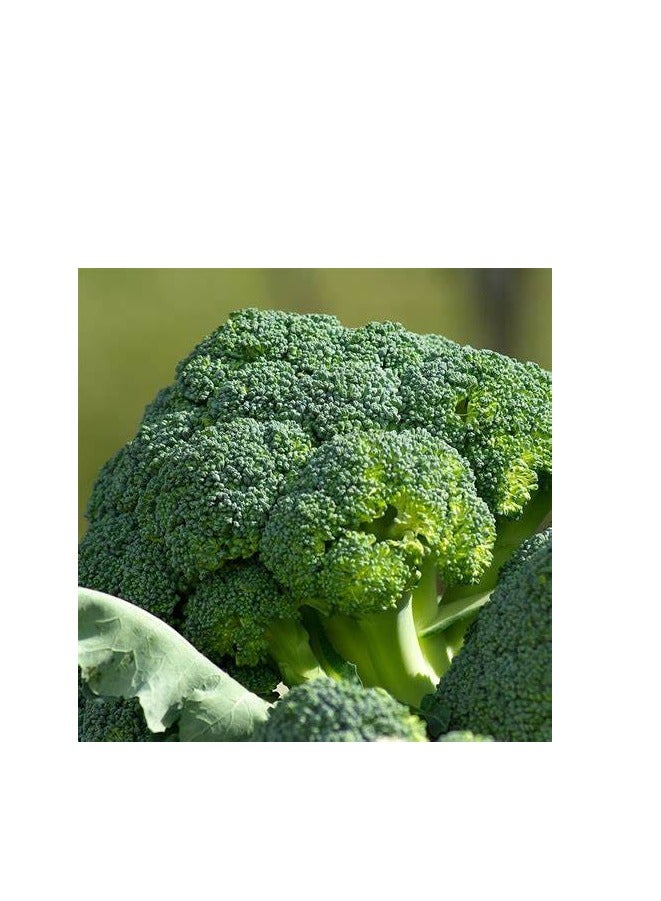 هورتس بذور البروكلي المنبت "Cavolo Broccolo Ramoso Calabrese Tardivo" عالية الجودة من Hortus - Image 3