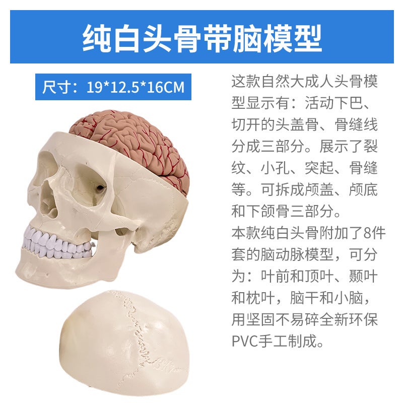 1 To 1 Head Human Skull Natural Large Adult Skull Teaching Medical Beauty Skull Skull Skull Model - Image 1