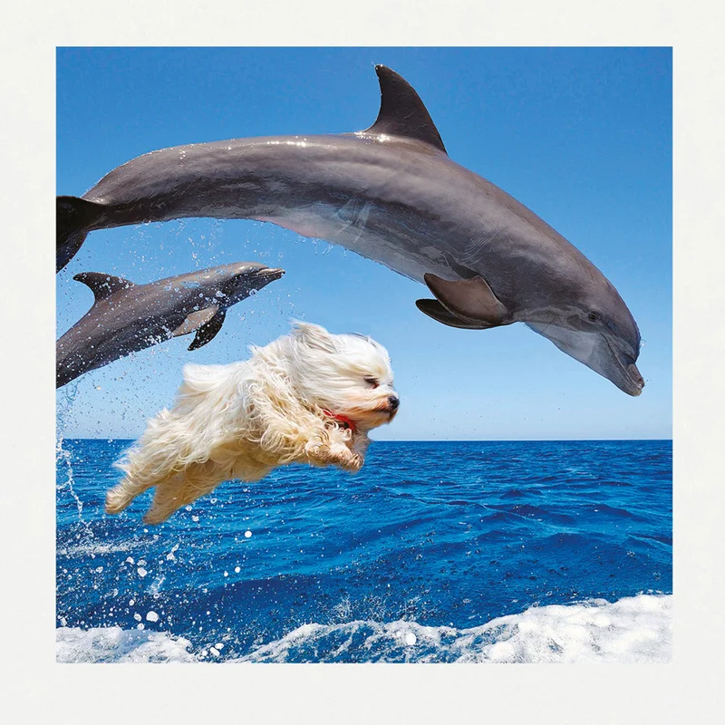 Bask in the Sun Dolphins T-Shirt 100% Organic Cotton