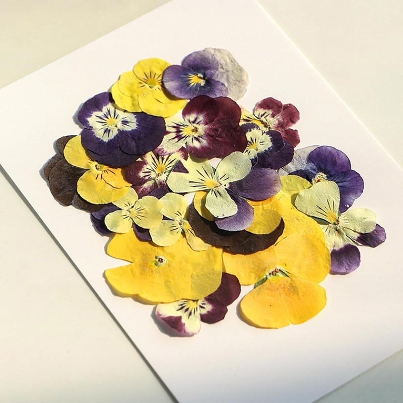 72 Pcs Mix Dried Pressed Flowers Real Pressed Flowers Dry Leaves Natural Dry Floral for Scrapbooking Crafts DIY Soap Candles Making Nail Crafts - Image 4