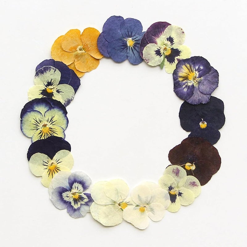 72 Pcs Mix Dried Pressed Flowers Real Pressed Flowers Dry Leaves Natural Dry Floral for Scrapbooking Crafts DIY Soap Candles Making Nail Crafts - Image 5