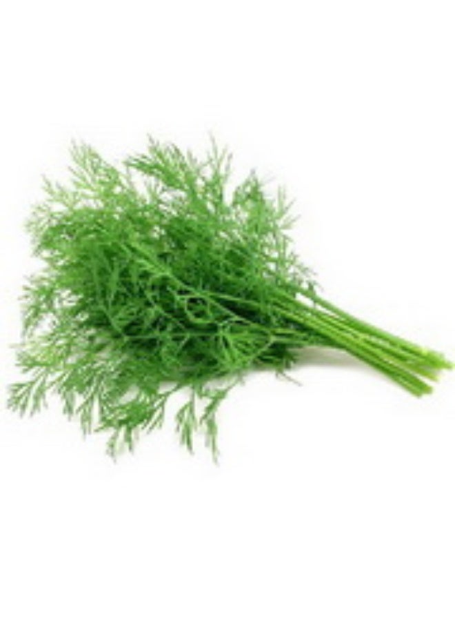 Fennel Leaf, 70g to 80g per bunch, UAE