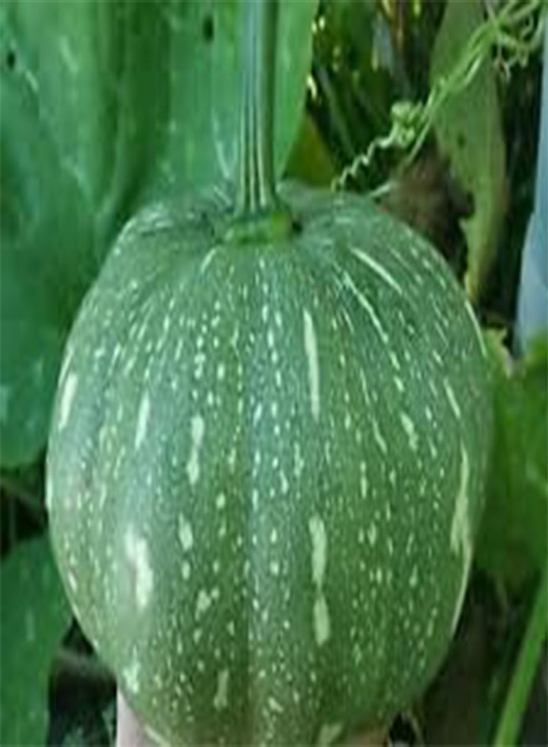 GGOOT Jamaican,,Cuban Squash Organic Puerto Rican  Fresh Seeds 20+