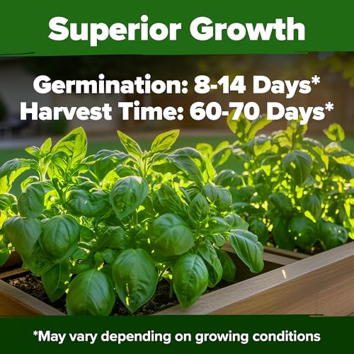 HOME GROWN 𝗨𝗦𝗔 𝗣𝗥𝗘𝗠𝗜𝗨𝗠 Italian Basil Seeds Bulk Pack 1,424 Sweet Large Leaf Basil Seeds for Planting 𝗡𝗢𝗡-𝗚𝗠𝗢 and Heirloom Herb Seeds for Planting Indoors or Outdoors (Ocimum basilicum) - Image 4