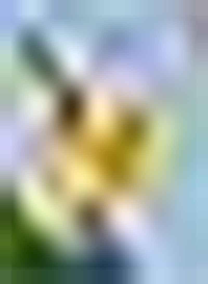 GGOOT 5pcs Gingo Seeds Loved by Gardeners Suitable for Anyone Who Wants to Plant Fast Growing Planting in Pieces Form Landscape Suitable for Beginners - Image 2