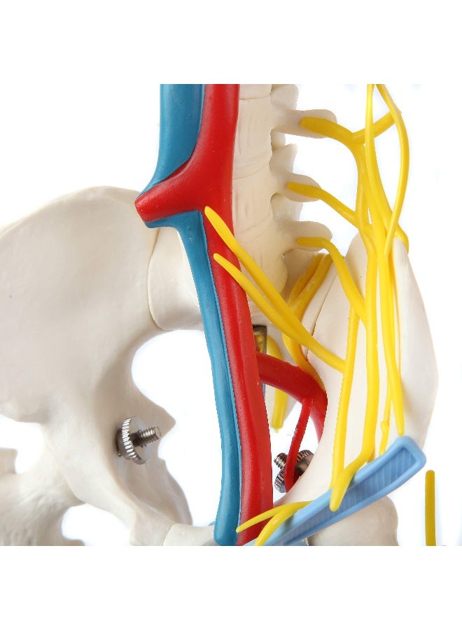 Anatomy Lab 33 Human Skeleton Model with Nerves Veins and Arteries Removable Skull Cap and Articulated Mandible Includes Display Stand Worry Free Warranty Perfect for Doctors Students Study - Image 3