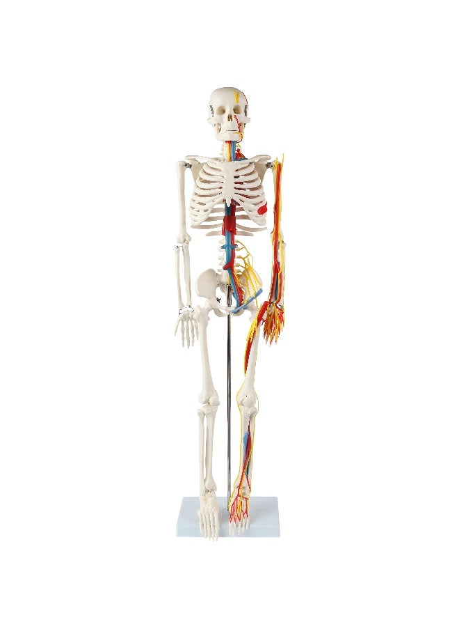 Anatomy Lab 33 Human Skeleton Model with Nerves Veins and Arteries Removable Skull Cap and Articulated Mandible Includes Display Stand Worry Free Warranty Perfect for Doctors Students Study - Image 1