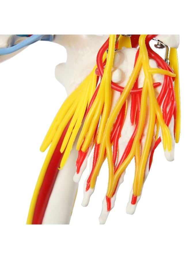 Anatomy Lab 33 Human Skeleton Model with Nerves Veins and Arteries Removable Skull Cap and Articulated Mandible Includes Display Stand Worry Free Warranty Perfect for Doctors Students Study - Image 4
