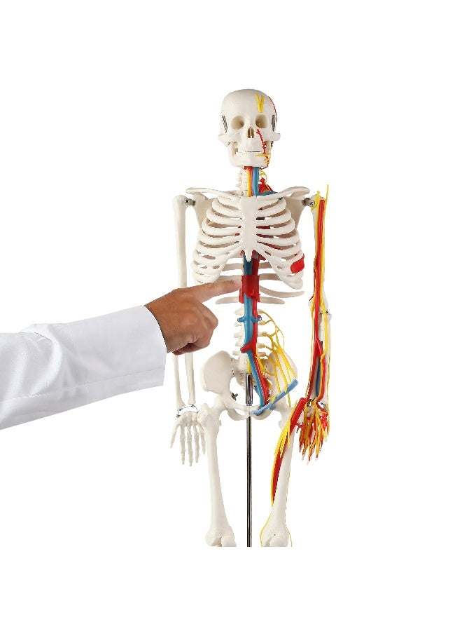 Anatomy Lab 33 Human Skeleton Model with Nerves Veins and Arteries Removable Skull Cap and Articulated Mandible Includes Display Stand Worry Free Warranty Perfect for Doctors Students Study - Image 2