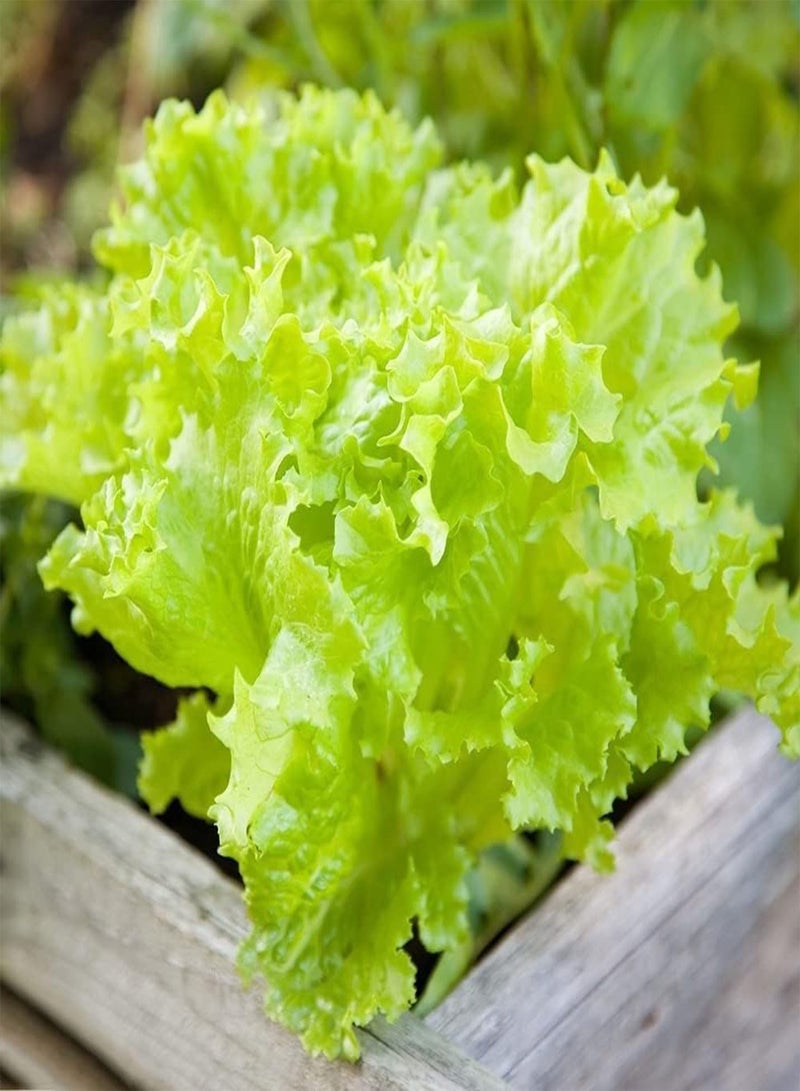 GGOOT 100pcs Fresh Green Charming Lettuce Seeds Suitable for Novice Gardeners to Planted Indoors Outdoors Simple Cultivation - Image 1