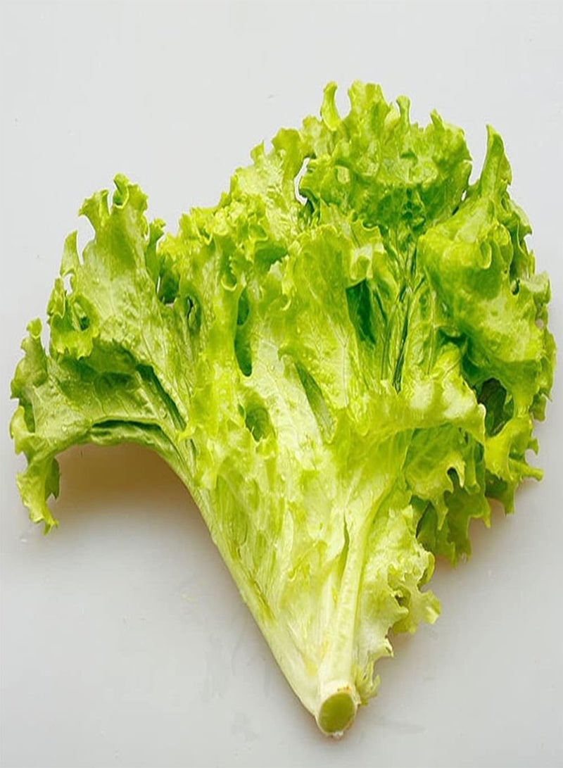 GGOOT 100pcs Fresh Green Charming Lettuce Seeds Suitable for Novice Gardeners to Planted Indoors Outdoors Simple Cultivation - Image 2