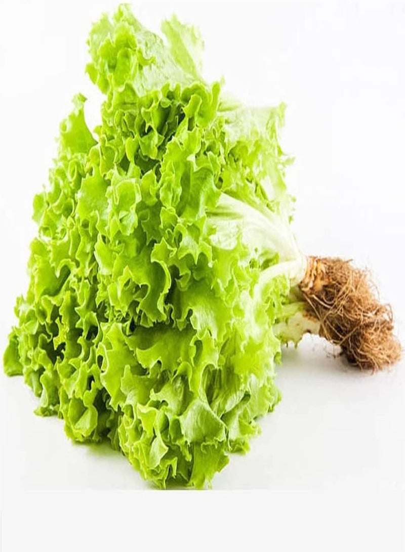 GGOOT 100pcs Fresh Green Charming Lettuce Seeds Suitable for Novice Gardeners to Planted Indoors Outdoors Simple Cultivation - Image 3