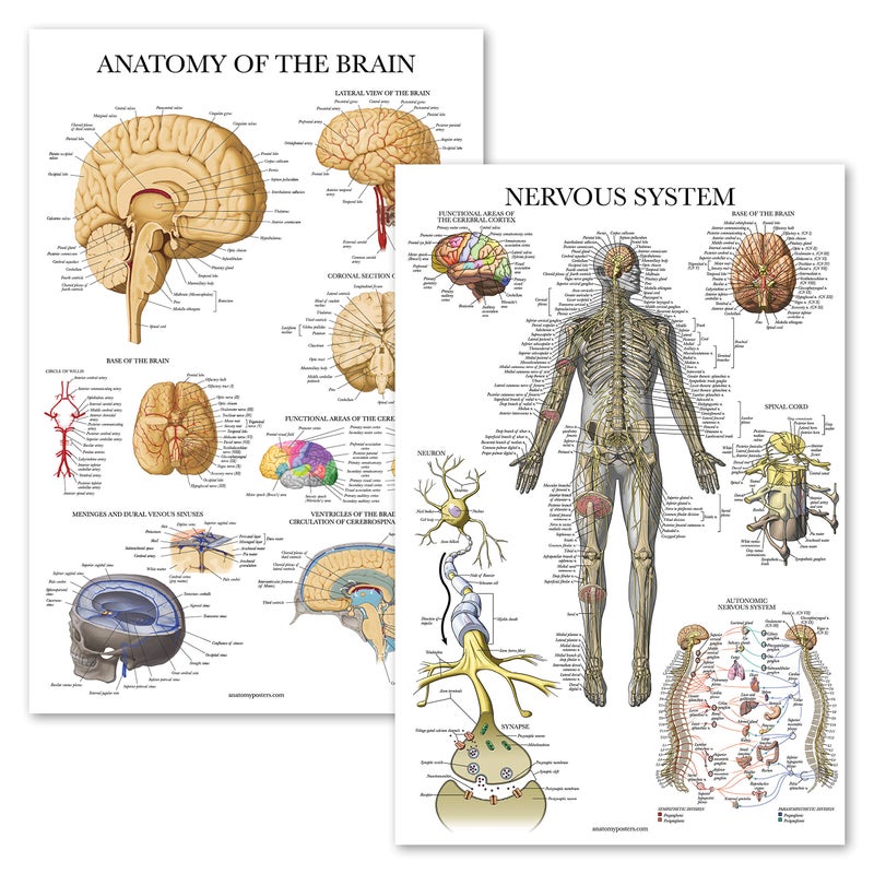 Palace Learning 2 Pack  Nervous System  Brain Anatomy Posters  Set of 2 Anatomical Charts  Laminated 18 x 24