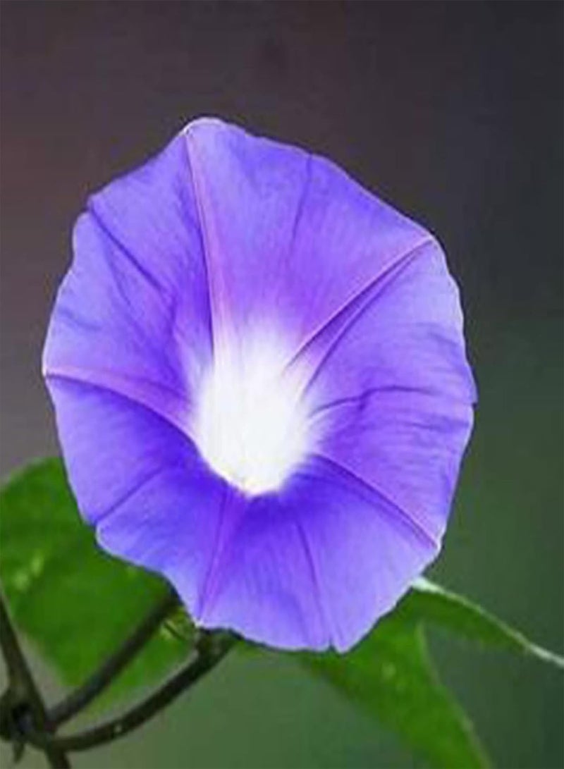 GGOOT Seed for Planting300Pcs/Bag Wild Flower Seed Mixed Color Fast Growth Decorative Natural Flower Plant Seed for Home Flower Seed for Yard-Wild Flower Seeds  - Image 4