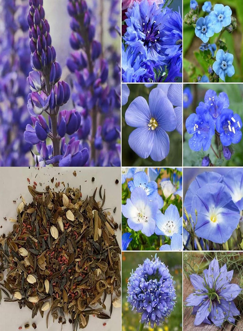 GGOOT Seed for Planting300Pcs/Bag Wild Flower Seed Mixed Color Fast Growth Decorative Natural Flower Plant Seed for Home Flower Seed for Yard-Wild Flower Seeds  - Image 1