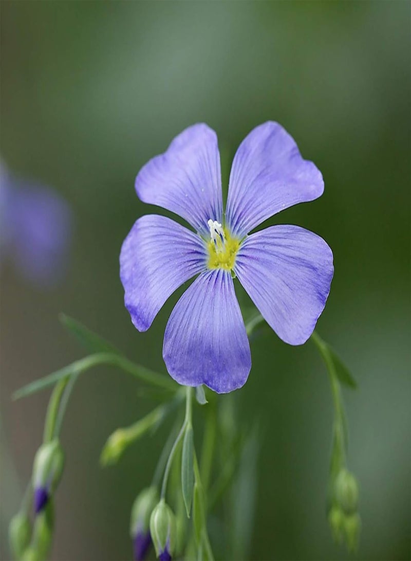 GGOOT Seed for Planting300Pcs/Bag Wild Flower Seed Mixed Color Fast Growth Decorative Natural Flower Plant Seed for Home Flower Seed for Yard-Wild Flower Seeds  - Image 3