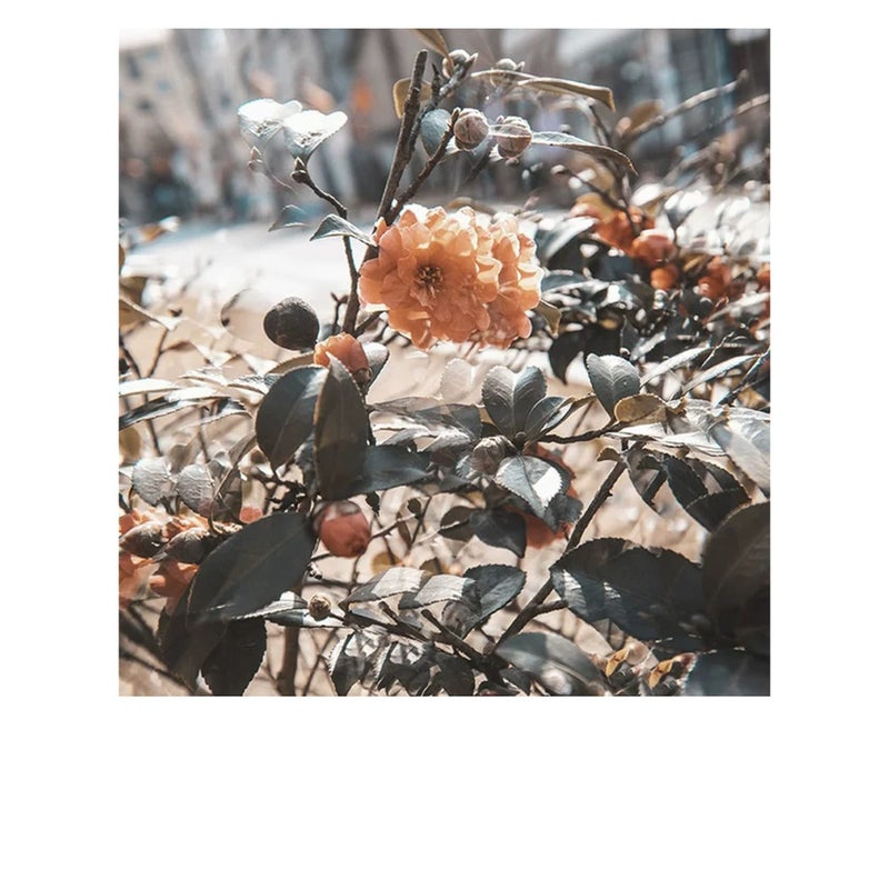 Zikra Camera Filter Accessories, 77mm Linear Glass Prism, Foreground Blur, Repeated Color Images, Glass Prism Special Effects Filter, LENS0002 - Image 5