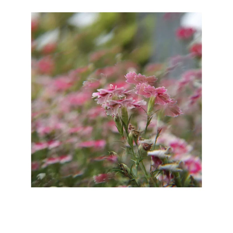 Zikra Camera Filter Accessories, 77mm Linear Glass Prism, Foreground Blur, Repeated Color Images, Glass Prism Special Effects Filter, LENS0002 - Image 4