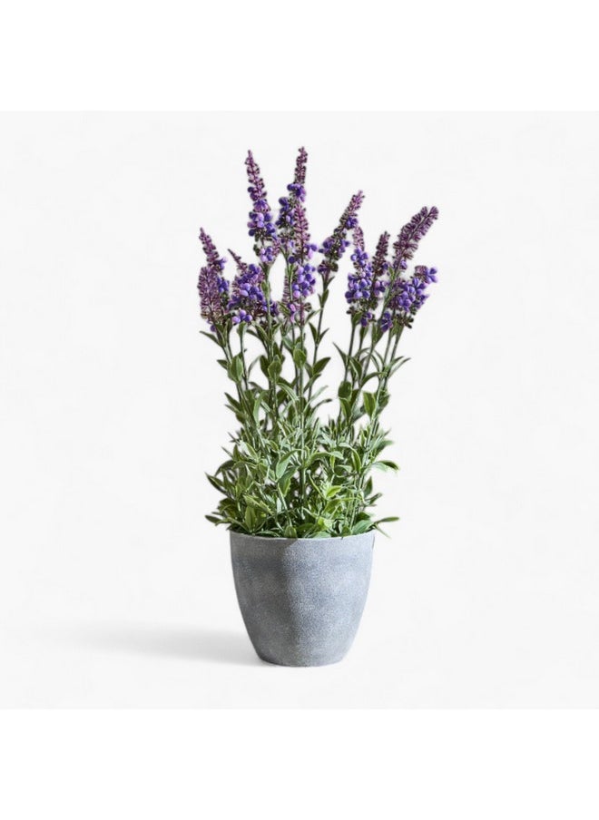 Home Box Liara Lavender Potted Plant 50 cm  - Image 5