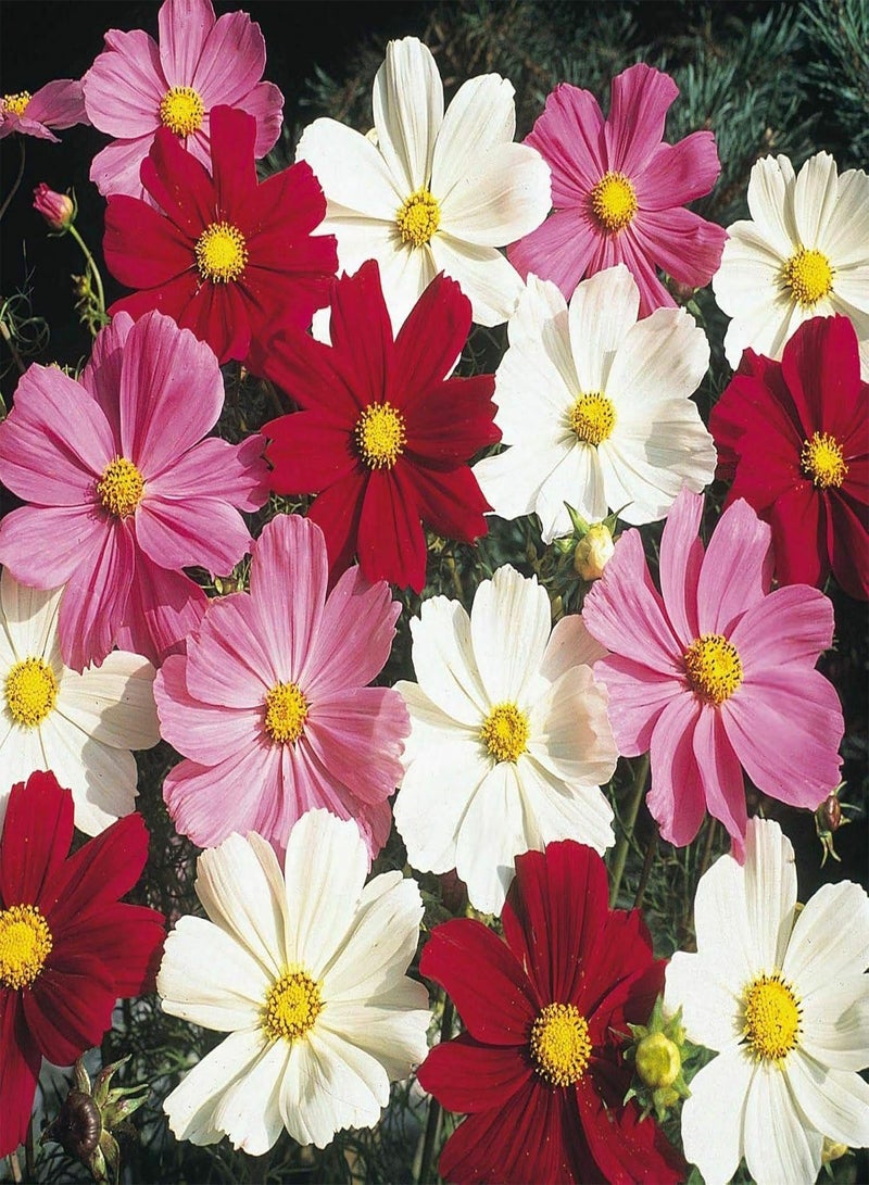 GGOOT Cosmos Dwarf Mix, Approx. x50 Seeds