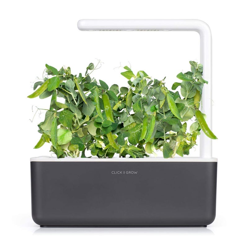 CLICK AND GROW Click and Grow Smart Garden Dwarf Pea Plant Pods, 3-Pack  - Image 4