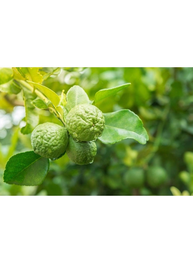 US Organic زيت البرغموت الأساسي النقي 100% ، معتمد عضوي من وزارة الزراعة الأمريكية ، مضغوط على البارد ، مع قطارات يورو (تتوفر أحجام مختلفة) (10 مل / 0.33 أونصة سائلة) - Image 5