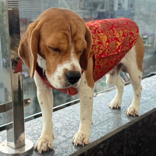 Lulala Traditional Dog Sherwani for Wedding & Festivals, Ethnic Indian Outfit for Pets, Designer Pet Costume with Embroidery & Velcro Closure, Small to Large Dogs (Red 24 Inch) - Image 2