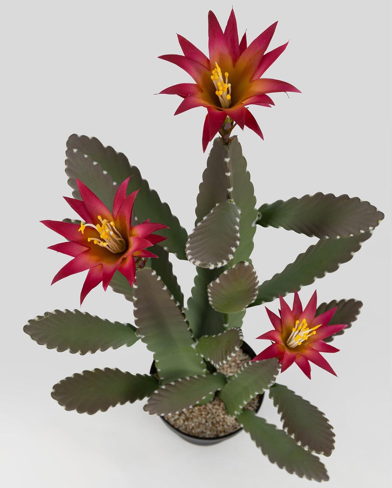 SUNPRAIRIE 33 Inch Large Artificial Cactus with Magenta Flowers in Pot with Natural Gravel. Satin Finish Leaves with Real Look and Feel. Outdoor and Indoor Faux Plants. - Image 3