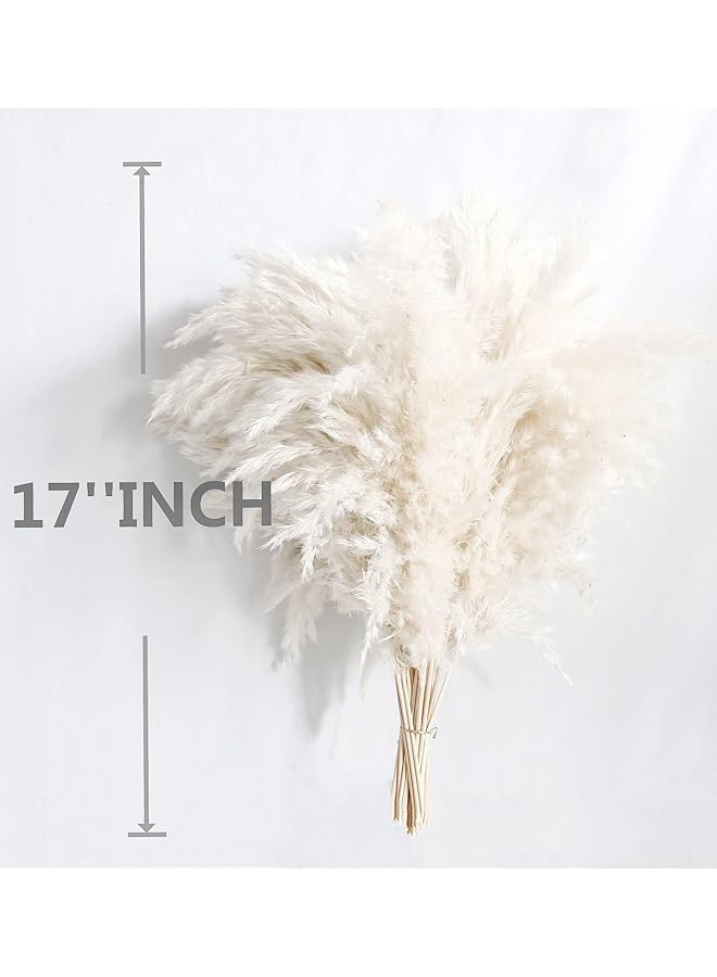 erorex White Pampas Grass For Home Decor Elegant Decor Premium Quality Pampas Grass Stems Perfect For House Nursery Western Wedding Table And Bohemian Decor 20Pcs  - Image 4