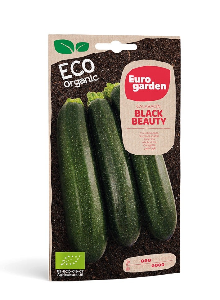 Euro Garden بذور القرع العضوية من يوروجاردن - بذور سهلة الزراعة تتطلب صيانة قليلة - قم بزراعة القرع الخاص بك في المنزل 6 جرام  - Image 1