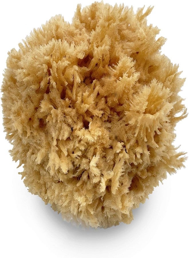 Crowncell Sea Wool Natural Baby Bath Sponge for Healthy Bathing, Loofah Sponge, 6 Inch - Image 1