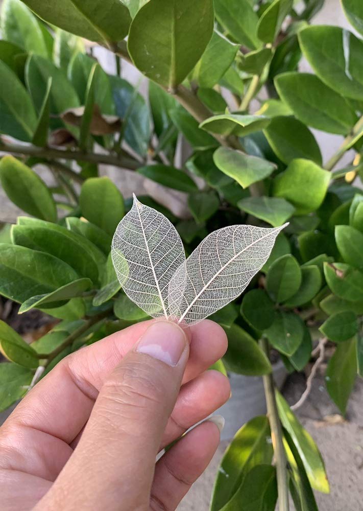 RATREE 888 200 Pcs Small 2-3.5 Inches Natural Skeleton Leaves Rubber Tree Scrapbooking, Craft DIY Card, Wedding, Bouquets, Seasonal Gift - Image 4