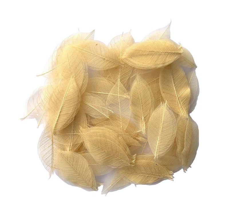 RATREE 888 200 Pcs Small 2-3.5 Inches Natural Skeleton Leaves Rubber Tree Scrapbooking, Craft DIY Card, Wedding, Bouquets, Seasonal Gift - Image 1