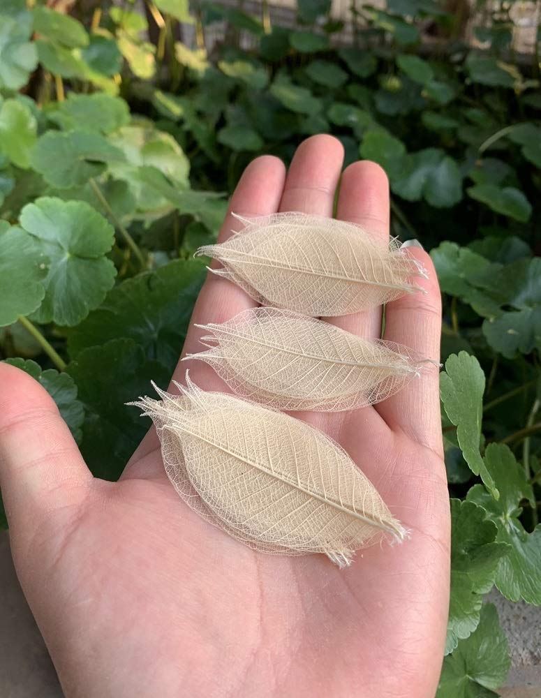 RATREE 888 200 Pcs Small 2-3.5 Inches Natural Skeleton Leaves Rubber Tree Scrapbooking, Craft DIY Card, Wedding, Bouquets, Seasonal Gift - Image 5