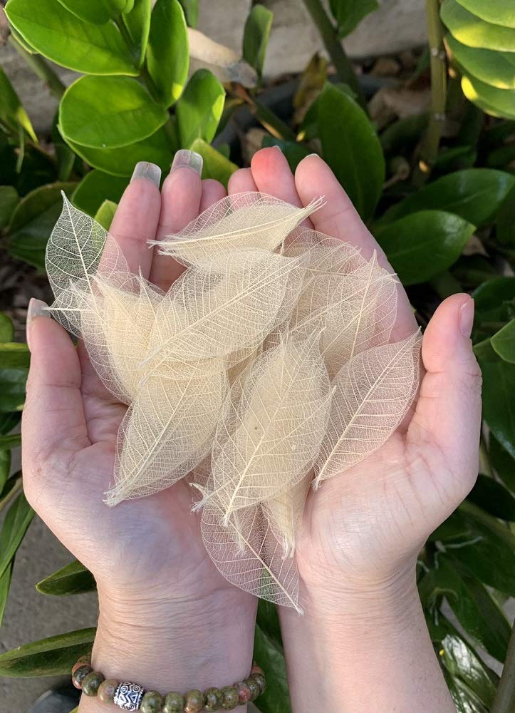 RATREE 888 200 Pcs Small 2-3.5 Inches Natural Skeleton Leaves Rubber Tree Scrapbooking, Craft DIY Card, Wedding, Bouquets, Seasonal Gift - Image 3
