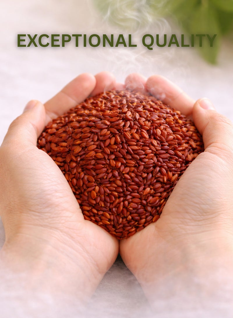 زهر بذور الحلبة الإيرانية (حبّة الحلبة الإيرانية) | تريغونيلا فوينوم-غريكوم - بذور طبيعية كاملة عالية الجودة | نقية 100% للاستخدام في البستنة والزراعة وعلم النبات والأعشاب. - Image 5