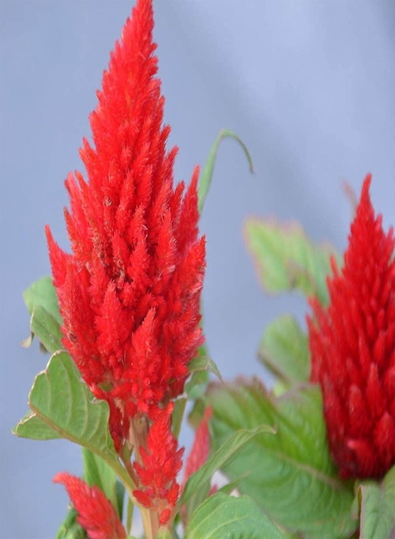 GGOOT 150pcs Red Exotic Ideal Celosia Seeds for Planting Outdoors on Balcony Cockscomb Add Brilliant Colors to Your Garden - Image 3