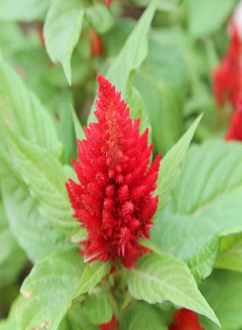GGOOT 150pcs Red Exotic Ideal Celosia Seeds for Planting Outdoors on Balcony Cockscomb Add Brilliant Colors to Your Garden - Image 2