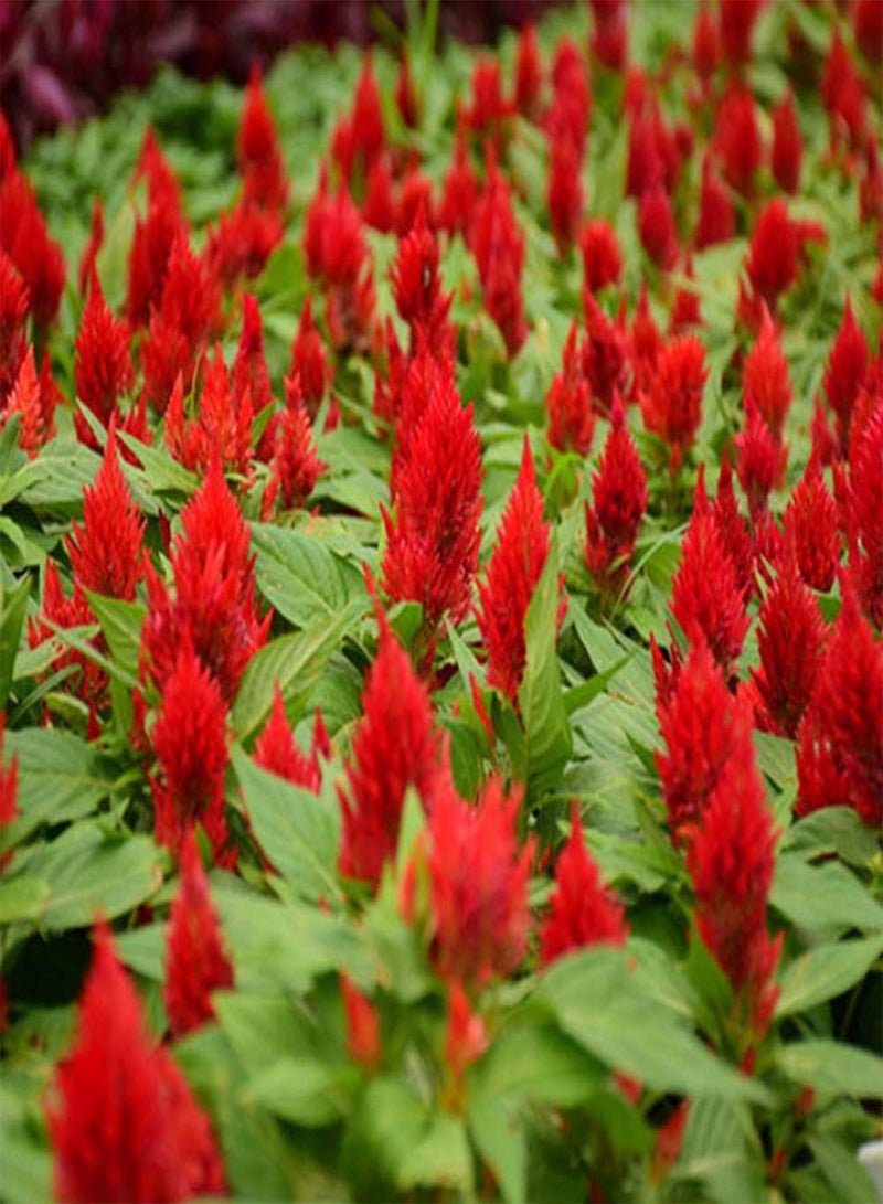 GGOOT 150pcs Red Exotic Ideal Celosia Seeds for Planting Outdoors on Balcony Cockscomb Add Brilliant Colors to Your Garden - Image 1