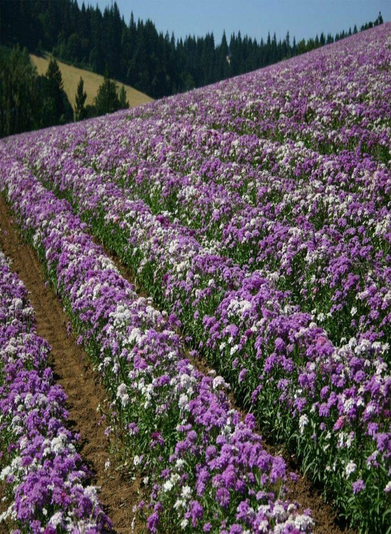 GGOOT Candytuft Dwarf Fairy Mixed, Approx. 100 Seeds, Cottage Garden Annual - Image 2