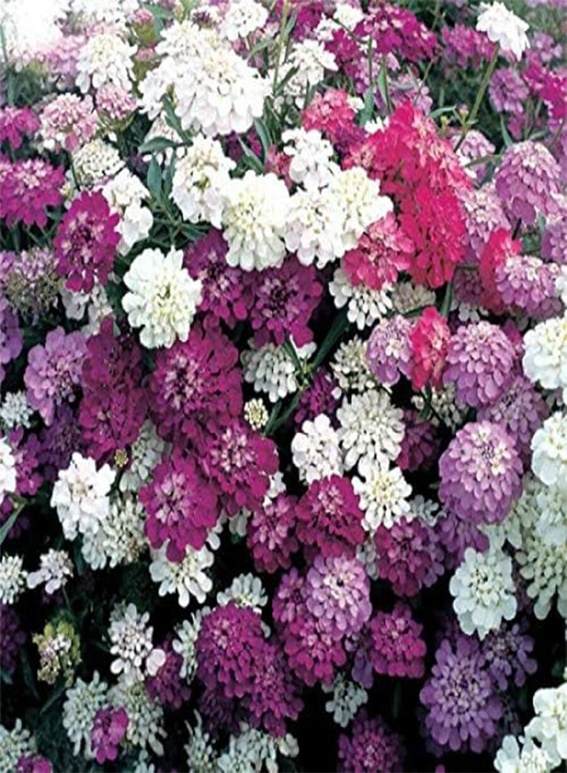 GGOOT Candytuft Dwarf Fairy Mixed, Approx. 100 Seeds, Cottage Garden Annual - Image 1
