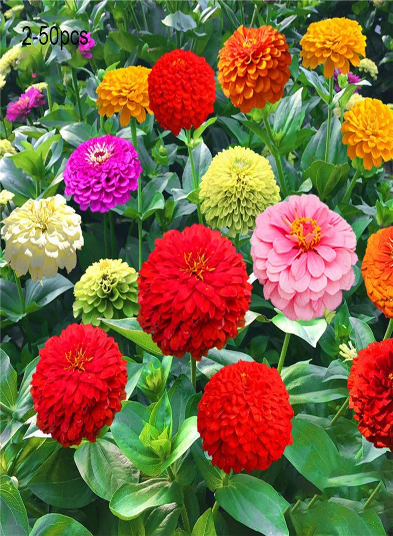 جي جوت مجموعة نباتات زينة للحديقة - بذور زهور مختلطة من نبات القطيفة الكوريوبسيس - 10 عبوات - Image 3