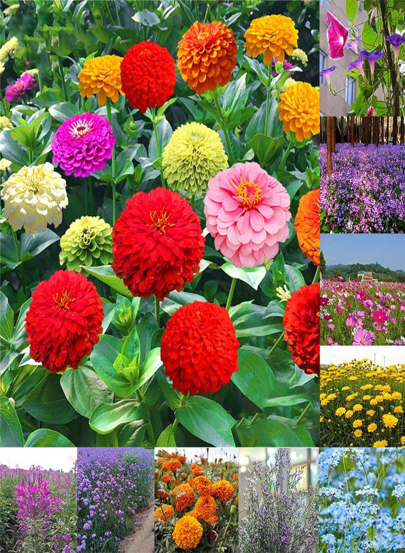 جي جوت مجموعة نباتات زينة للحديقة - بذور زهور مختلطة من نبات القطيفة الكوريوبسيس - 10 عبوات - Image 1