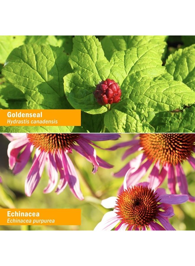 HERB PHARM Certified Organic Golden Echinacea Liquid Extract for Immune System Support - 4 Ounce - Image 2